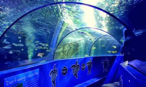 Sea Life Adventure Park And Tower Weymouth uk sea-life-adventure-park-and-tower-weymouth-uk